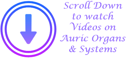 scroll-down to watch videos on Auric Organs & Systems